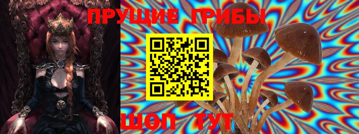 Псилоцибиновые грибы Psilocybine cubensis Егорьевск